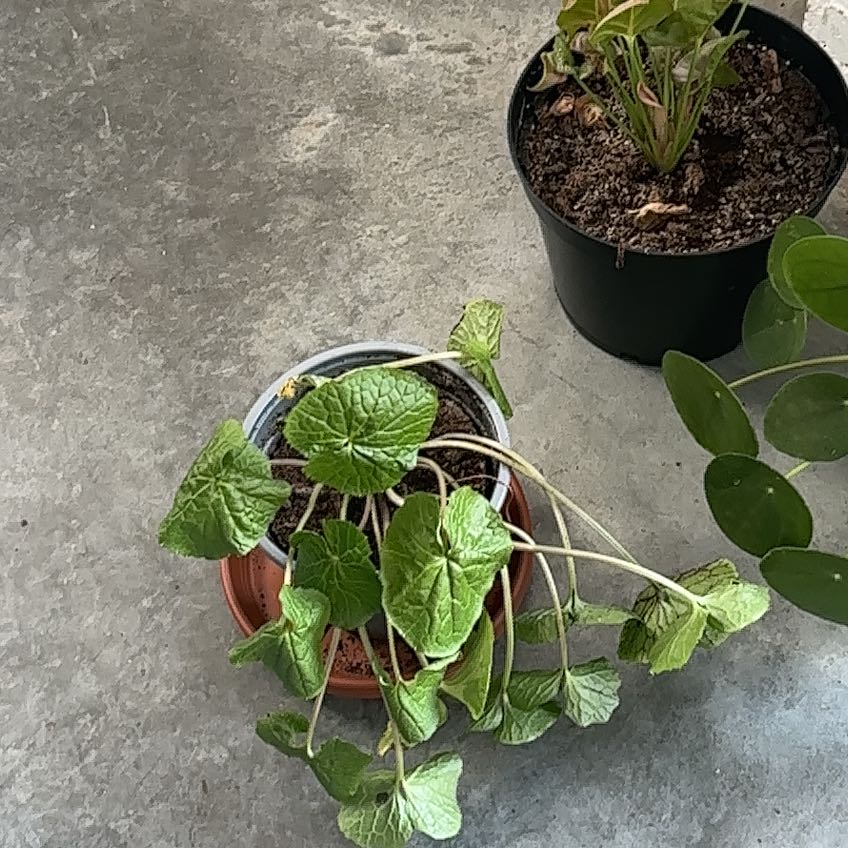 Photo of the plant species Wasabi by @LegitTreeheath named Captain Plant-it on Greg, the plant care app