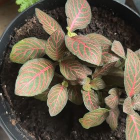Photo of the plant species Nerve Plant by @LegitTreeheath named McKinley on Greg, the plant care app