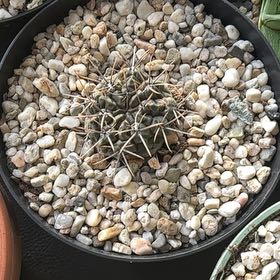 Photo of the plant species Gymnocalycium gibbosum by @LegitTreeheath named Kobe on Greg, the plant care app