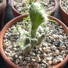 Photo of the plant species Austrocylindropuntia subulata f. cristata 'Snow Ridge' by @LegitTreeheath named Gates on Greg, the plant care app