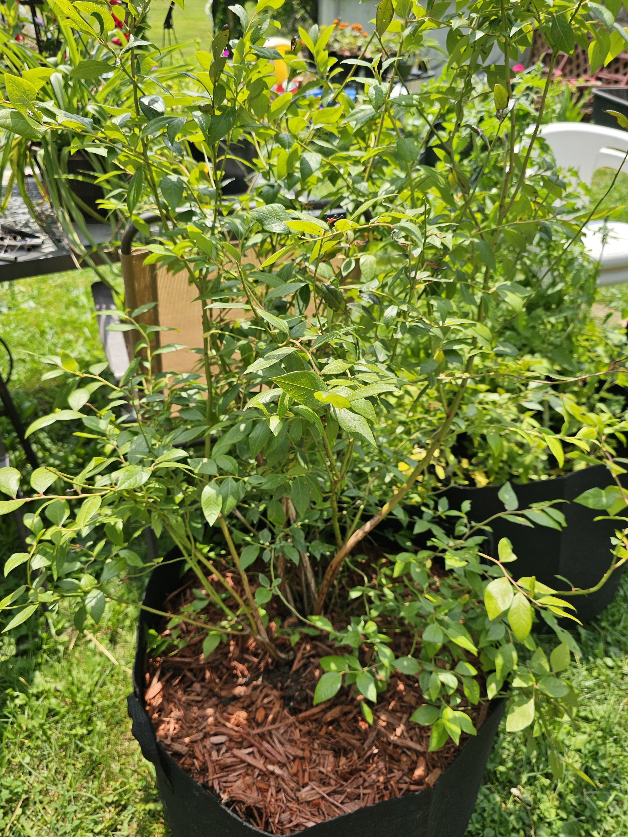 Photo of the plant species Highbush Blueberry by @KineticCapeivy named Taylor Swift on Greg, the plant care app