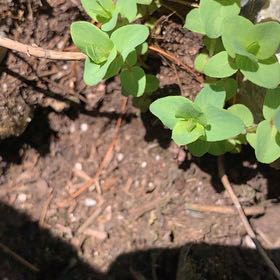 Photo of the plant species Cancer Weed by @PrizeTinderconk named Fernie Mac on Greg, the plant care app