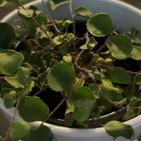 Photo of the plant species California Maidenhair Fern by @TryYellowrattle named Elina on Greg, the plant care app