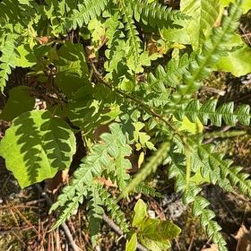 Photo of the plant species Deer Fern by @NobleOrangezest named Bigleef Smalls on Greg, the plant care app