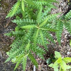 Photo of the plant species Deer Fern by @NobleOrangezest named Dax on Greg, the plant care app
