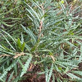 Photo of the plant species Silver Wattle by @NobleOrangezest named Madonna on Greg, the plant care app
