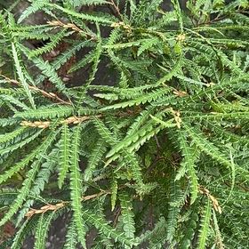 Photo of the plant species Kōwhai by @NobleOrangezest named Leaf Erickson on Greg, the plant care app