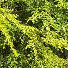 Photo of the plant species Western Hemlock by @NobleOrangezest named Mochi on Greg, the plant care app
