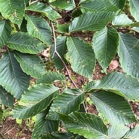 Photo of the plant species American Beech by @NobleOrangezest named Clooney on Greg, the plant care app