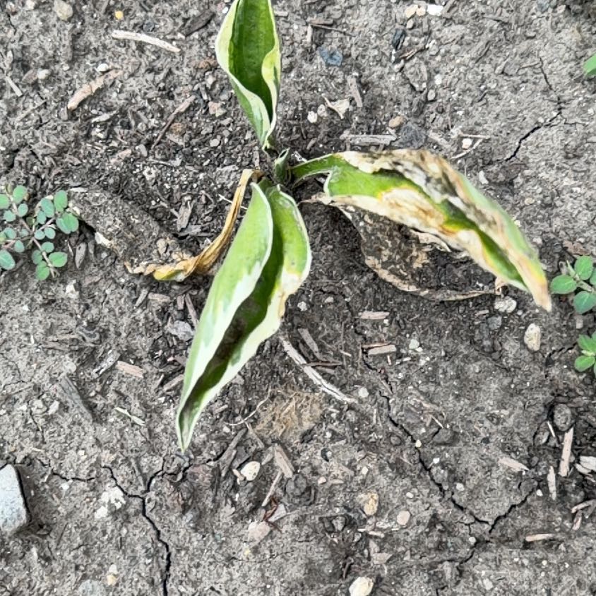 Photo of the plant species Glacier Lily by @PetCompactbrome named Lola on Greg, the plant care app