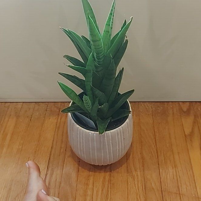 Plant care for Fat Leaf Snake Plant on Greg, the plant care app