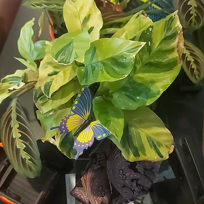 Photo of the plant species Calathea 'Yellow Fusion' by @IdealRhubarb named Elina on Greg, the plant care app