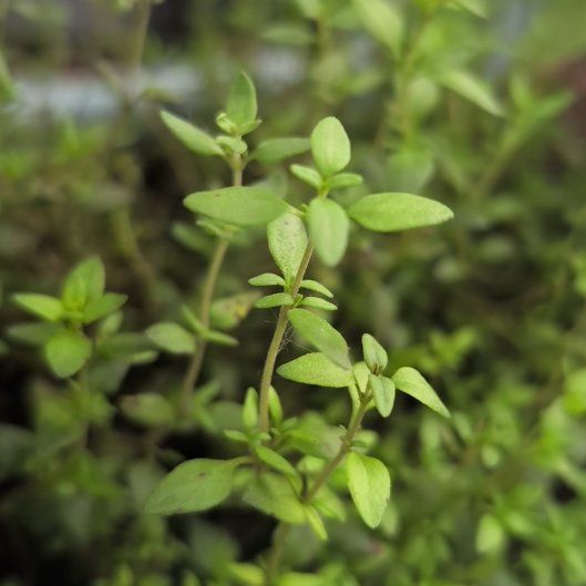 Photo of the plant species French Thyme by @TopBajadalupine named Sigmund on Greg, the plant care app