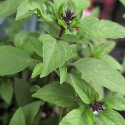 Photo of the plant species Thai basil / Selasih by @TopBajadalupine named Darwin on Greg, the plant care app