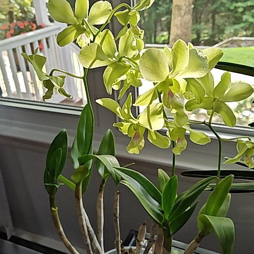 Photo of the plant species dendrobium by @Floristsdaisy named Natasha on Greg, the plant care app
