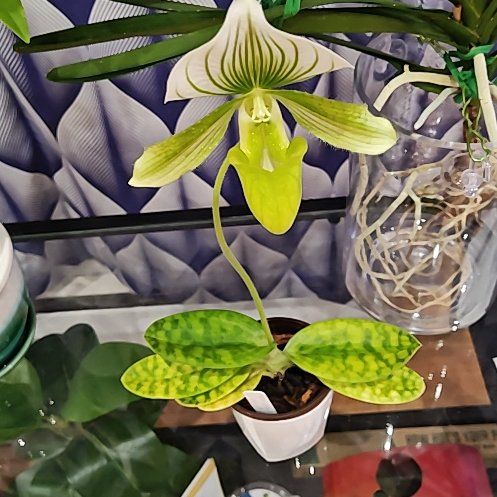 Photo of the plant species Slipper Orchid by @Floristsdaisy named Green slipper on Greg, the plant care app