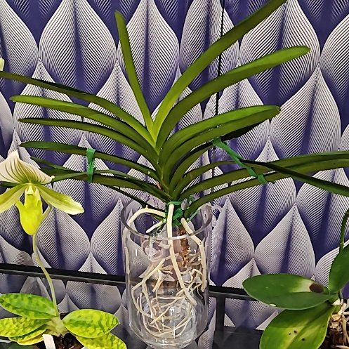Photo of the plant species Vanda Orchid by @Floristsdaisy named Leaf Erickson on Greg, the plant care app