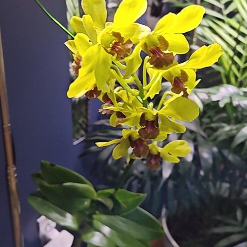 Photo of the plant species Dendrobium by @Floristsdaisy named Golden Belle on Greg, the plant care app