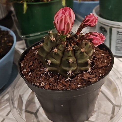 Photo of the plant species Gymnocalycium Cactus by @Floristsdaisy named Sir Plancelot on Greg, the plant care app