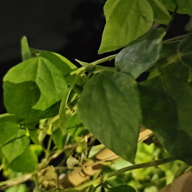 Photo of the plant species Cochliasanthus Caracalla by @FavoredPeanut named Gomez on Greg, the plant care app