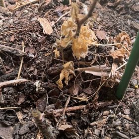 Photo of the plant species Raspberry by @FestalVinemaple named Nithin on Greg, the plant care app