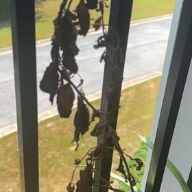 Photo of the plant species Sawtooth Candyleaf by @FestalVinemaple named Sir Plancelot on Greg, the plant care app