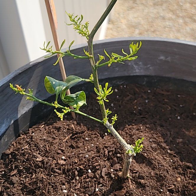 Photo of the plant species calamondin tree by @AvidFicusfloris named Winston on Greg, the plant care app