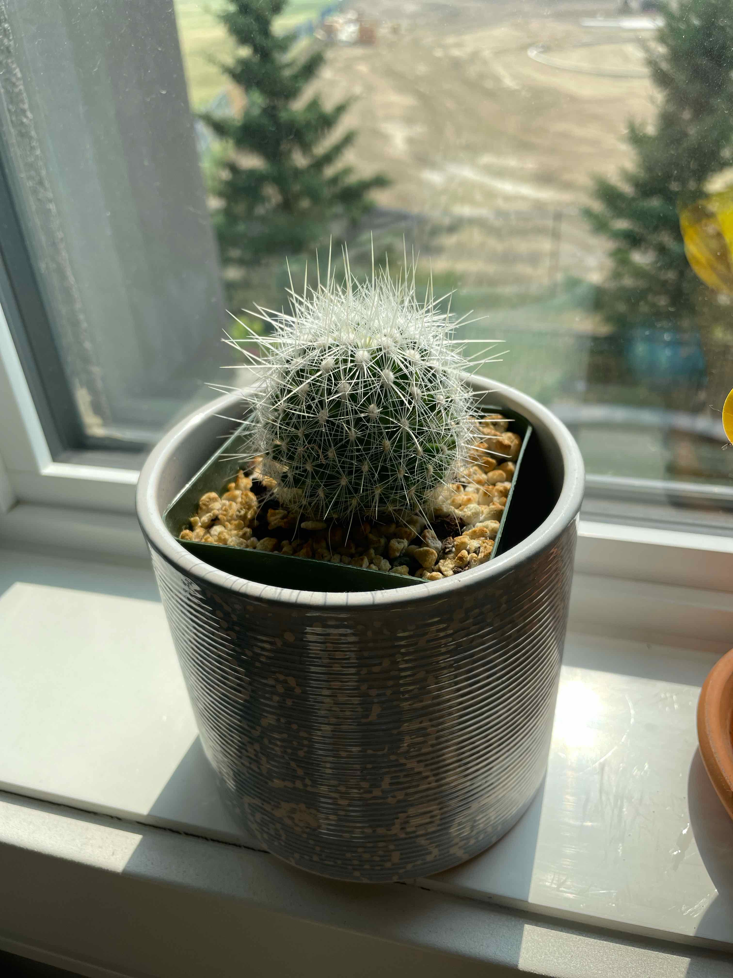 A healthy Twin Spined Cactus in a pot on a windowsill.