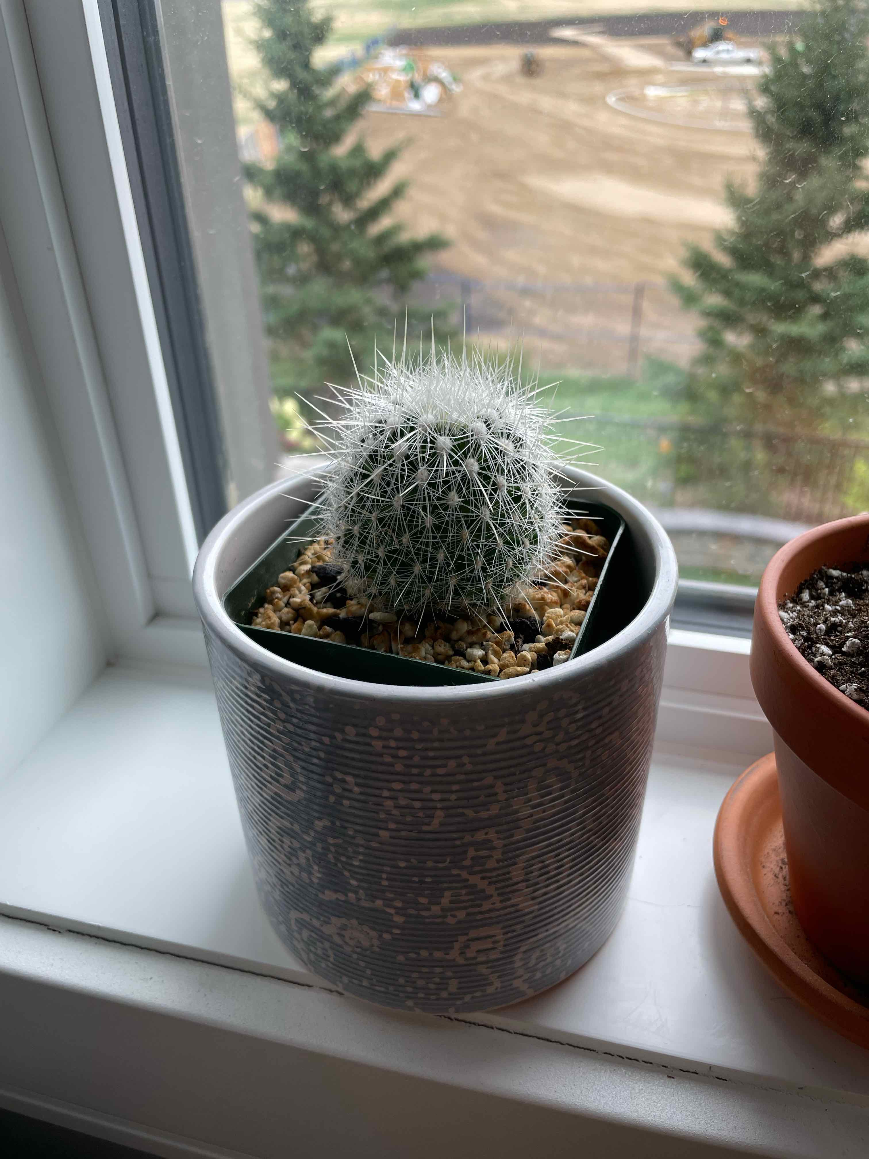 Twin Spined Cactus in a pot on a windowsill, appears healthy.