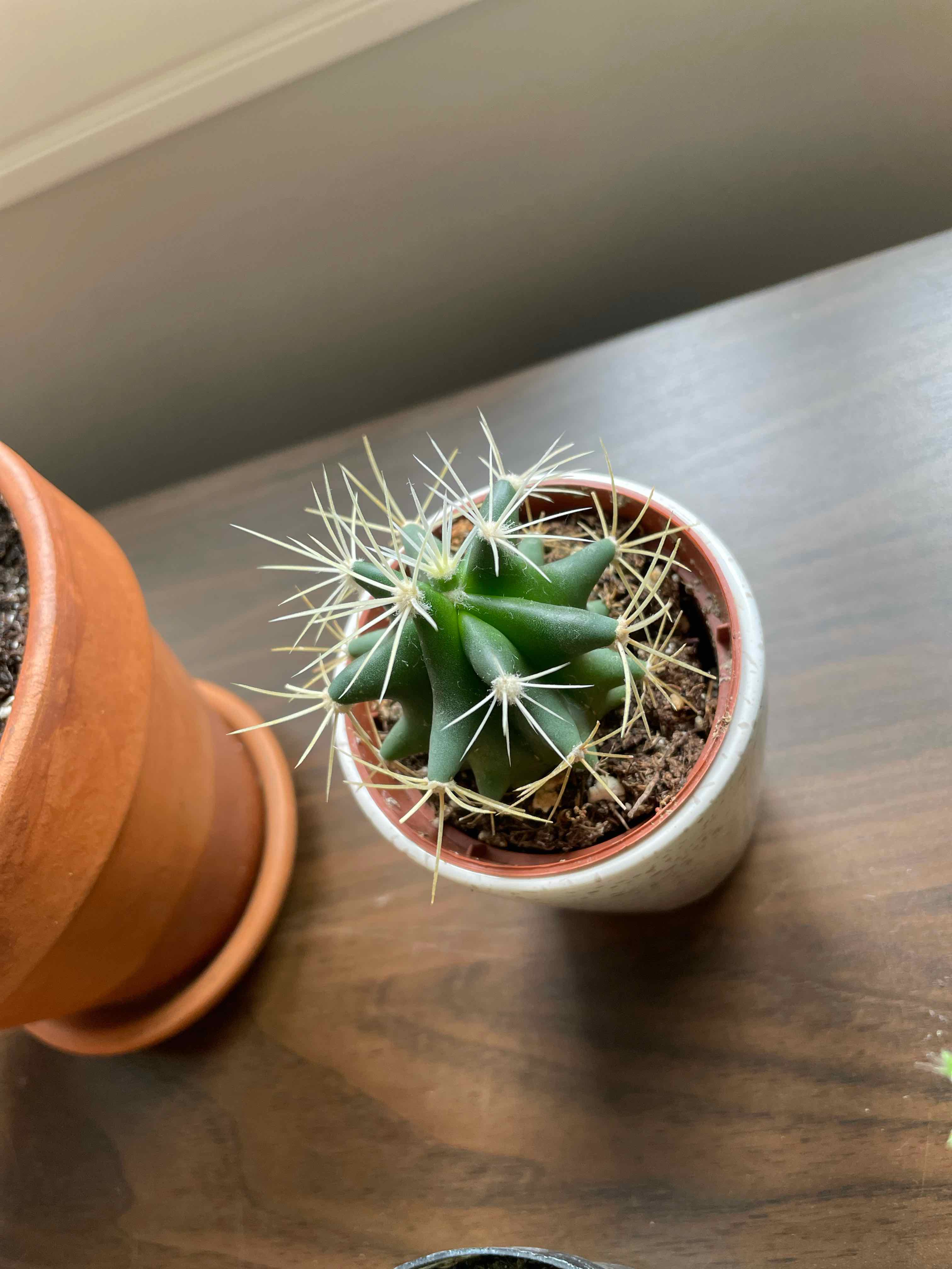 Gymnocalycium anisitsii cactus in a pot, healthy and well-framed.