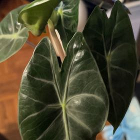 Photo of the plant species Alocasia Nairobi Nights by @TryBlueburrito named Zion on Greg, the plant care app