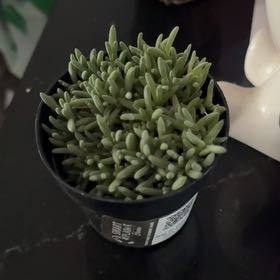Photo of the plant species Tufted Ice Plant by @DollPunanova named Aria on Greg, the plant care app