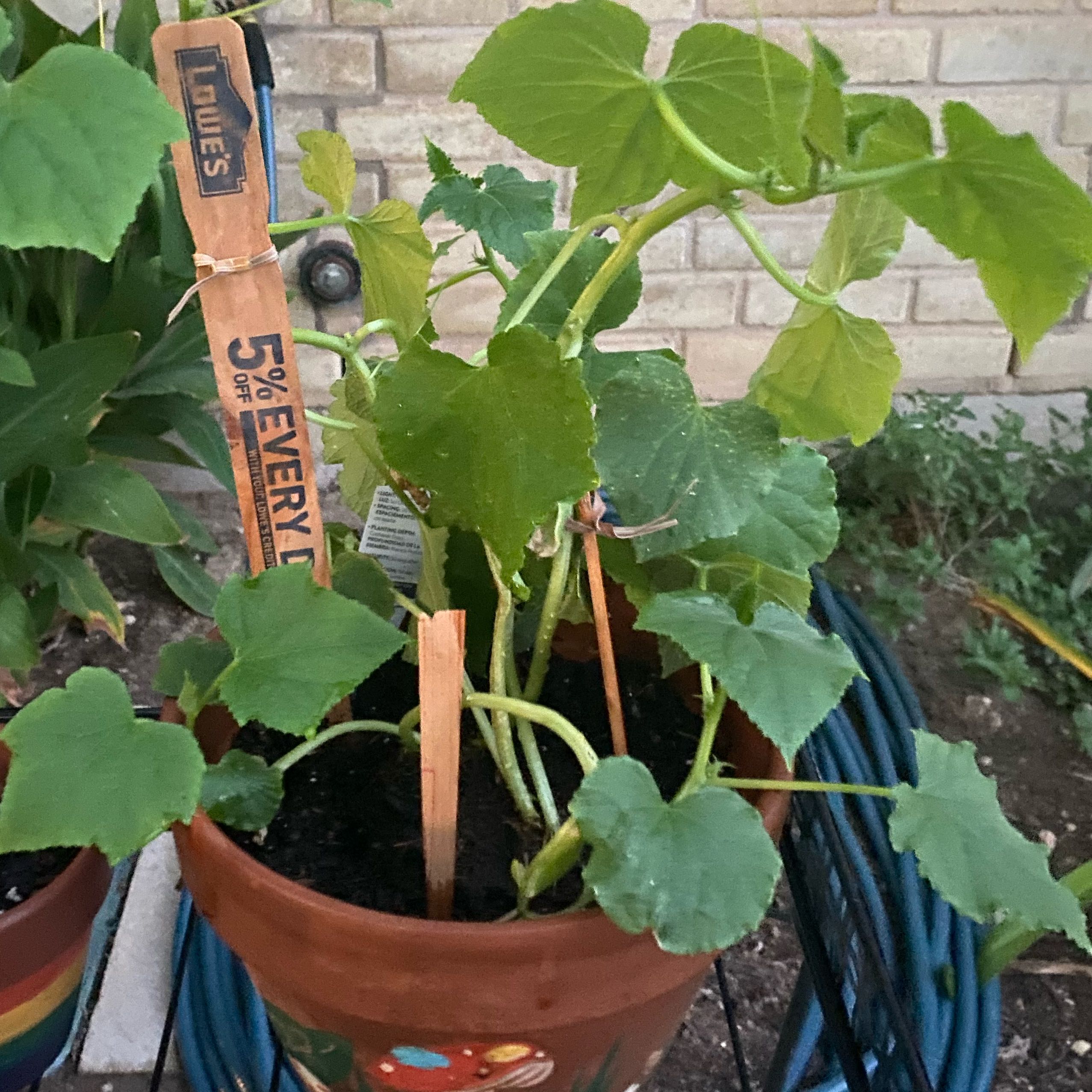 Photo of the plant species Garden Sweet Burpless Cucumber by @QuickReddahlias named Cucumbers on Greg, the plant care app