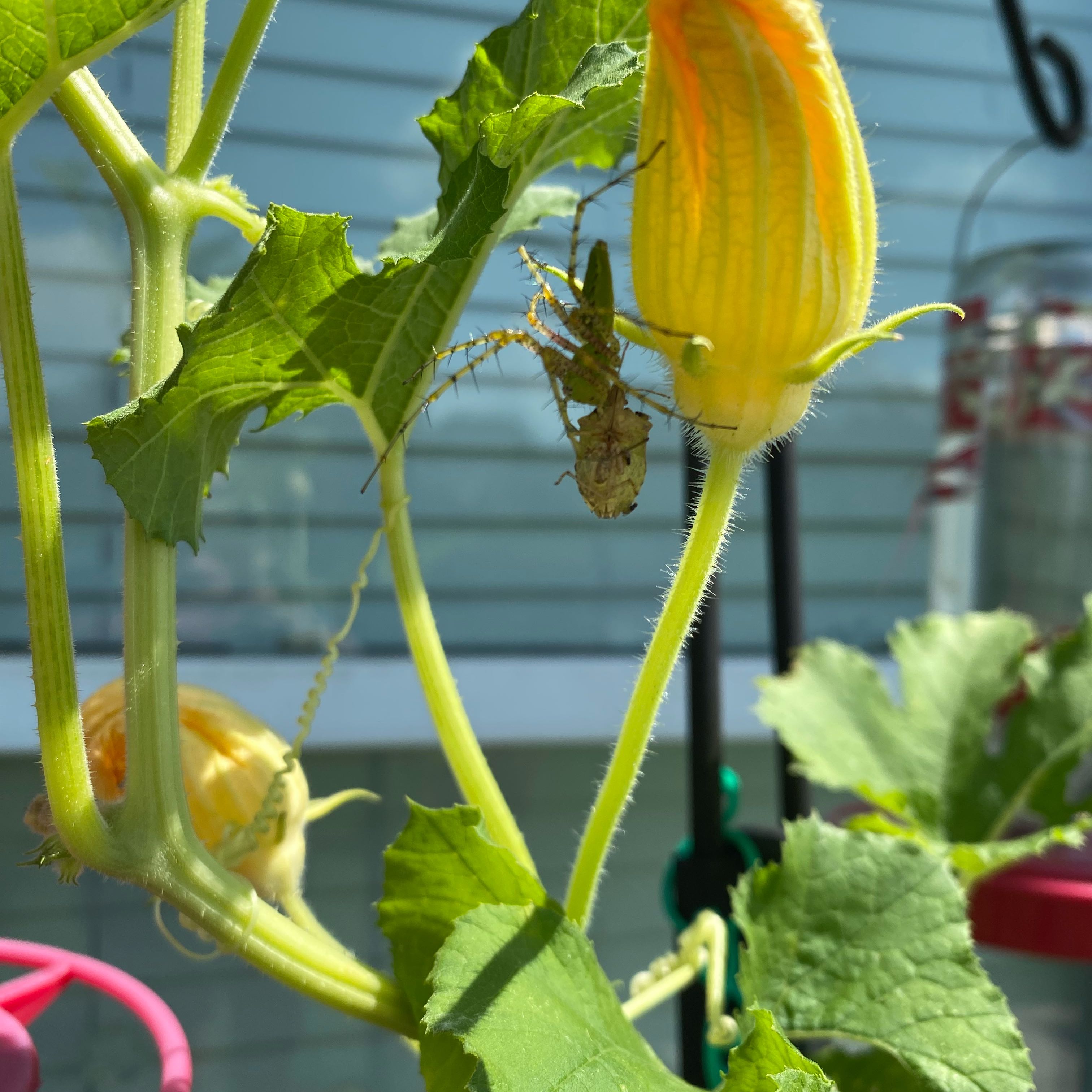 Photo of the plant species Squash by @AloeSoilMate named Hemingway on Greg, the plant care app