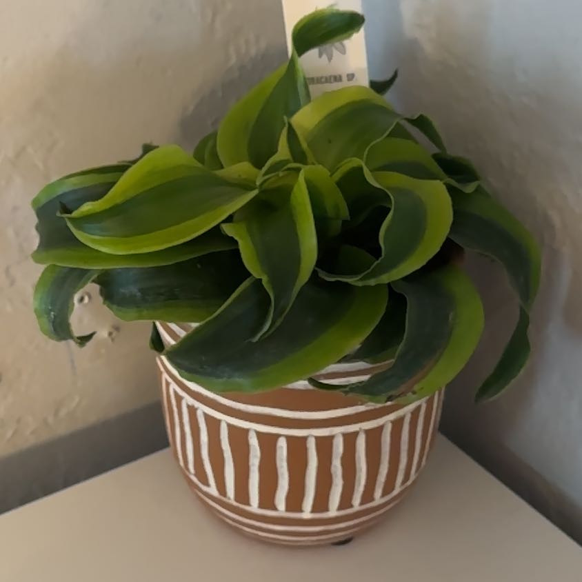 Photo of the plant species Assorted Dracaena by @CommanderKawaka named Living room on Greg, the plant care app