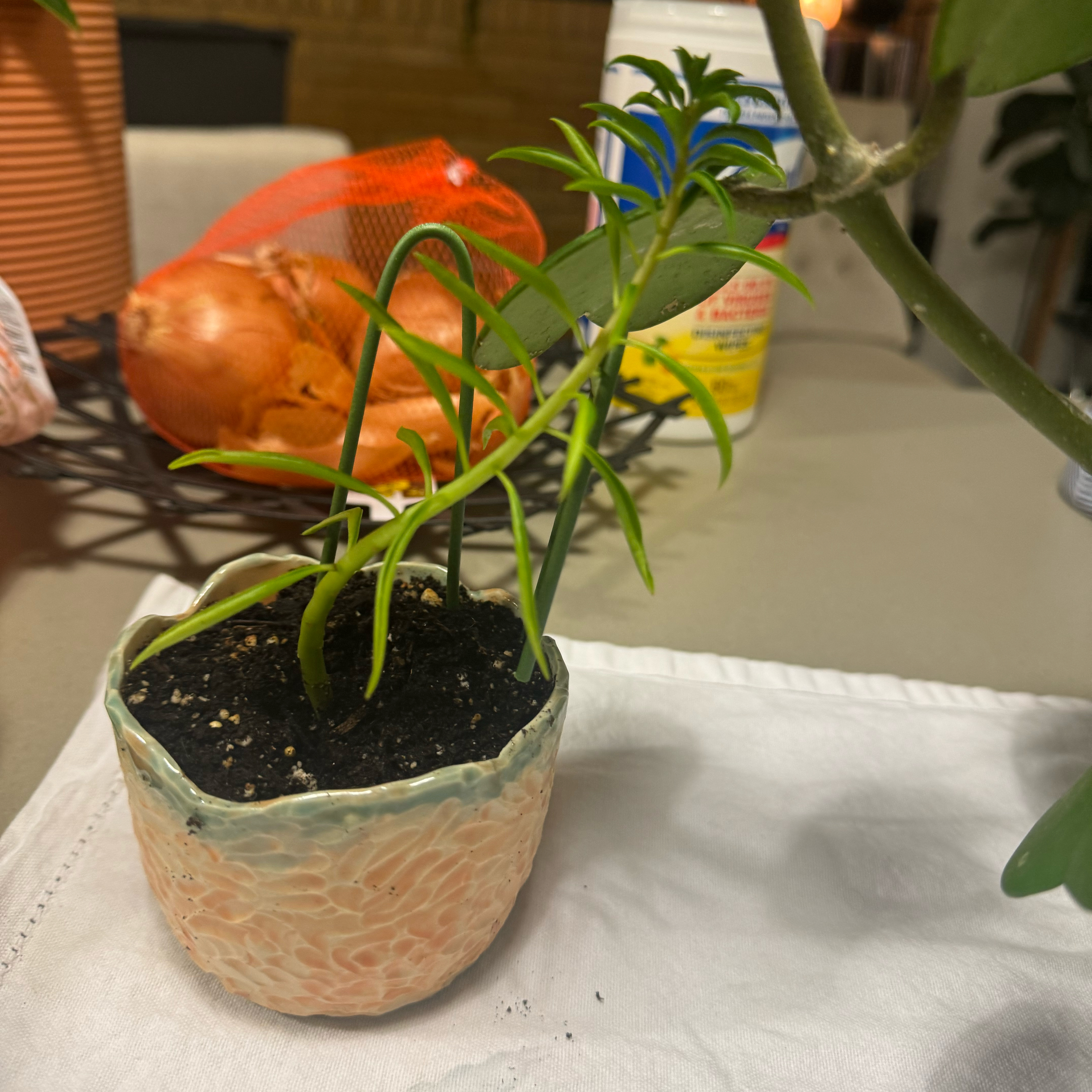 Pincushion Peperomia plant photo by @itsmekellyg named Giovanni on Greg, the plant care app.