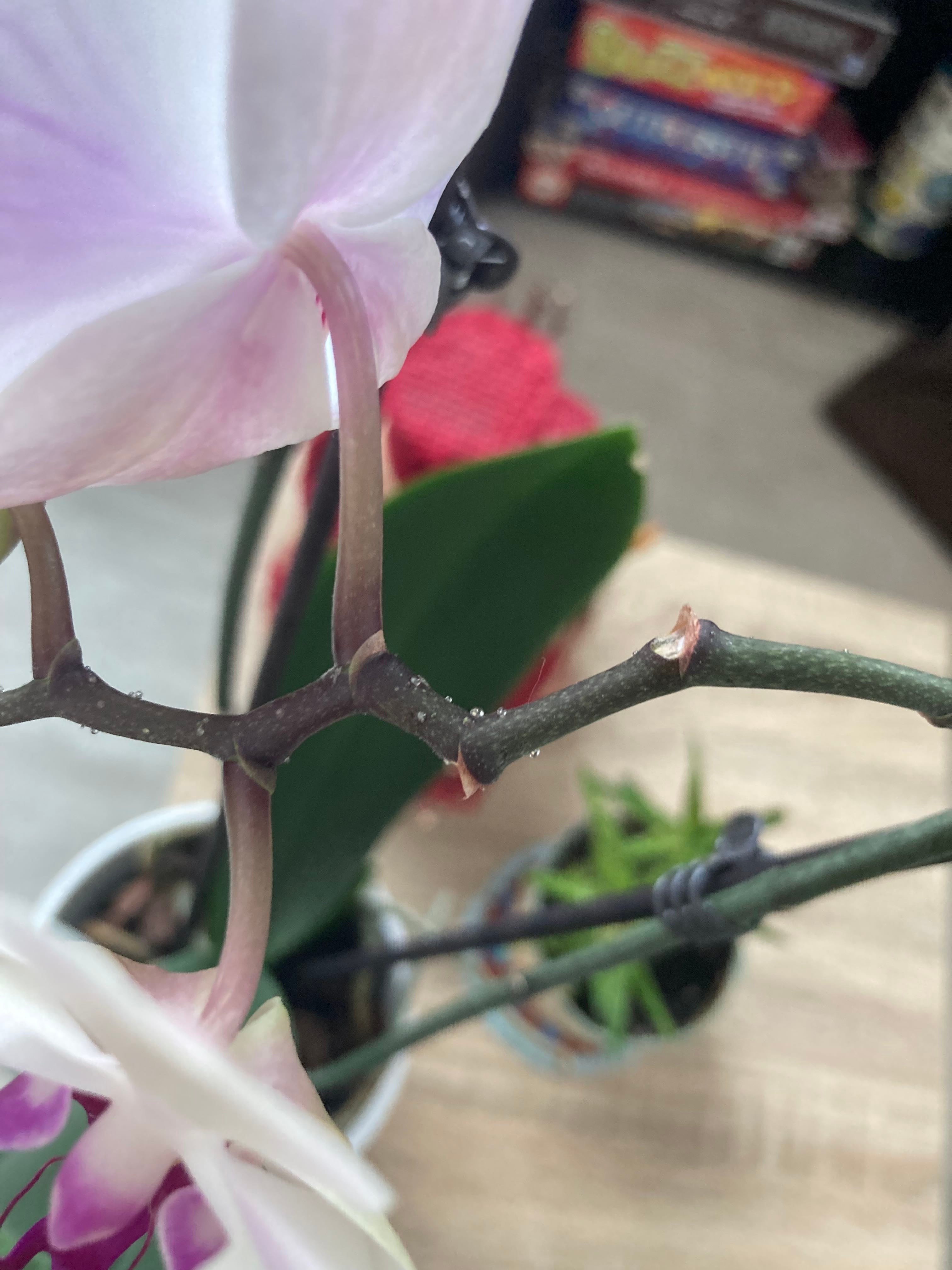 Orchid Plant Care Water, Light, Nutrients Greg App 🌱