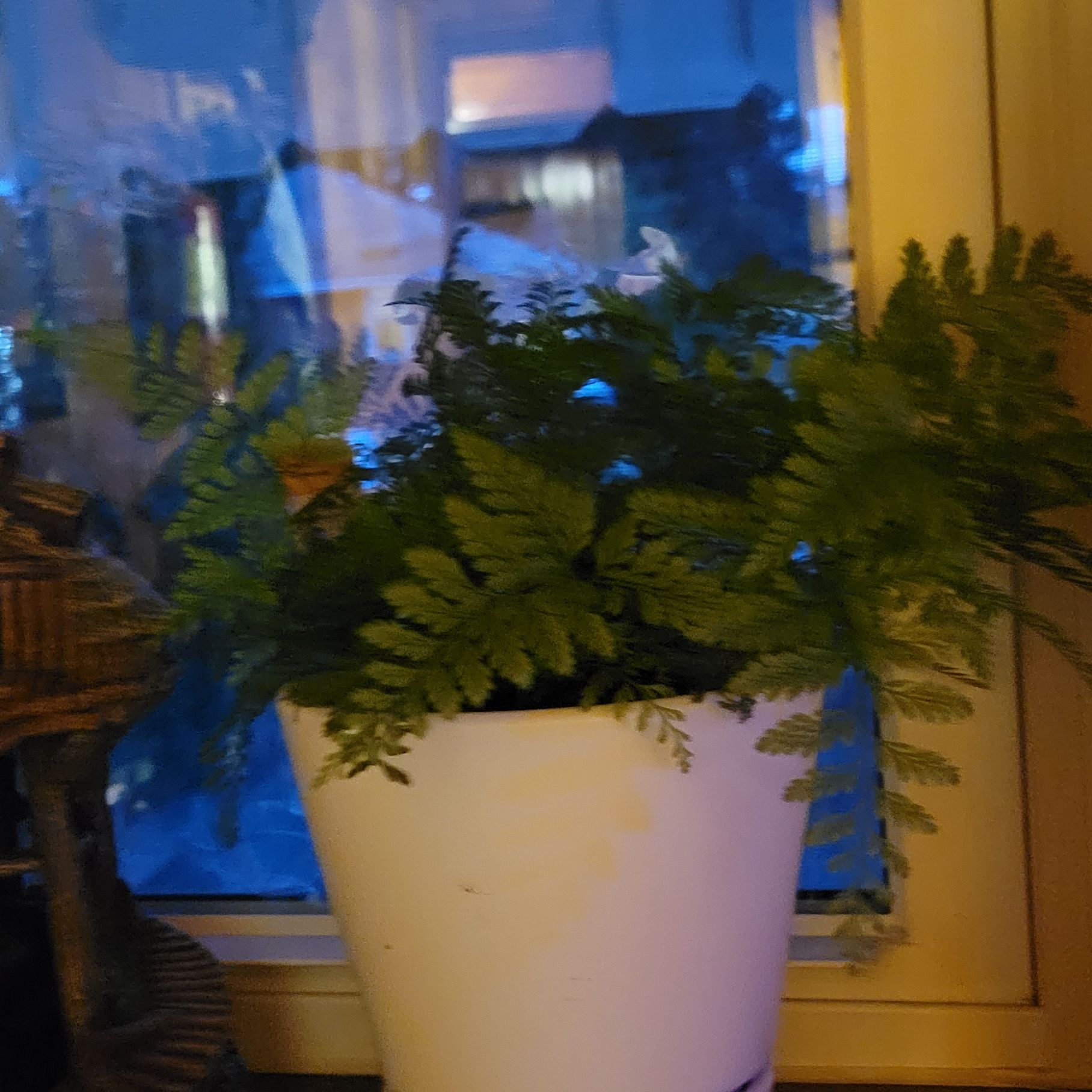 Photo of the plant species Rabbit's Foot by @GumptiousAgboy named Sanders on Greg, the plant care app