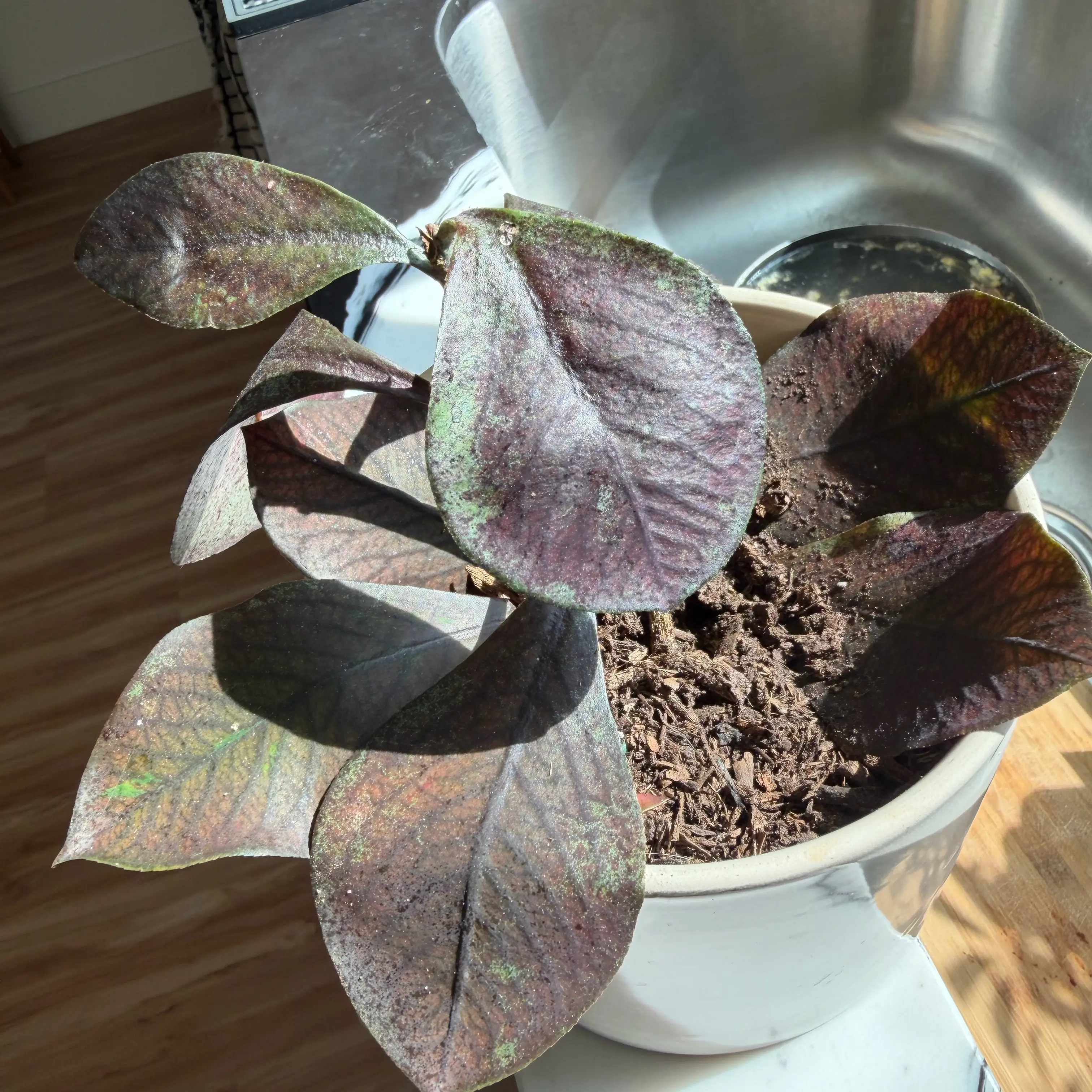 Photo of the plant species Caribbean Copper Plant by @ZanyDeodarcedar named Harmony on Greg, the plant care app
