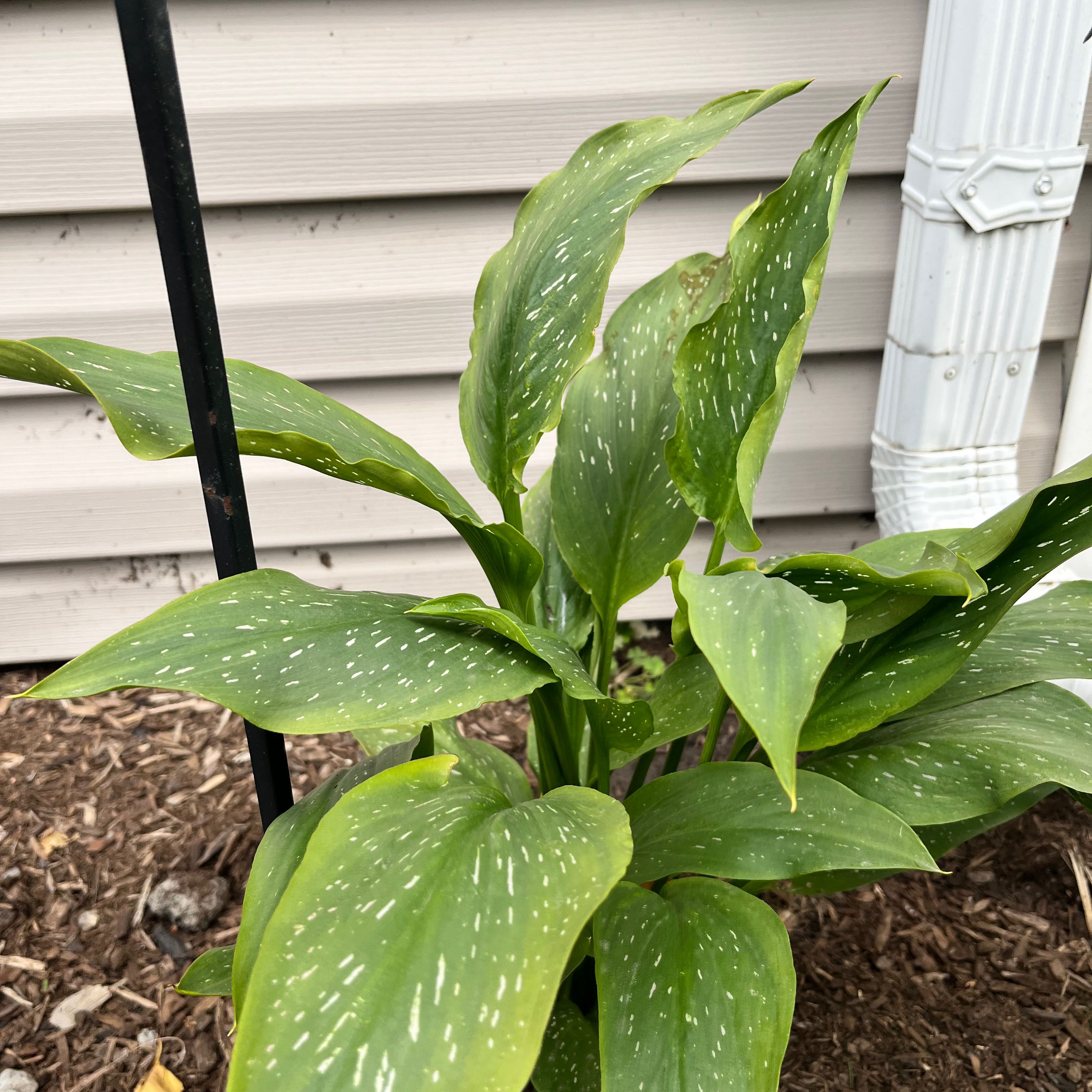Spotted Calla Lily with healthy green leaves and white spots in a garden bed.