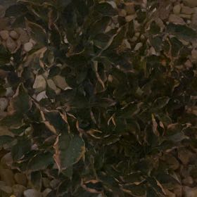 Photo of the plant species Miss kim lilac by @RegalCalathea43 named Bruce Lee on Greg, the plant care app