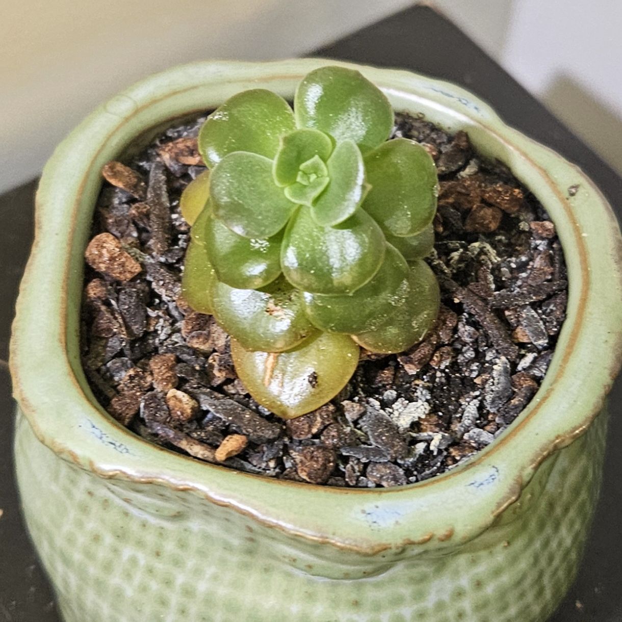 Photo of the plant species Echeveria Brown Rose by @gudfridur named E. Brown Rose on Greg, the plant care app