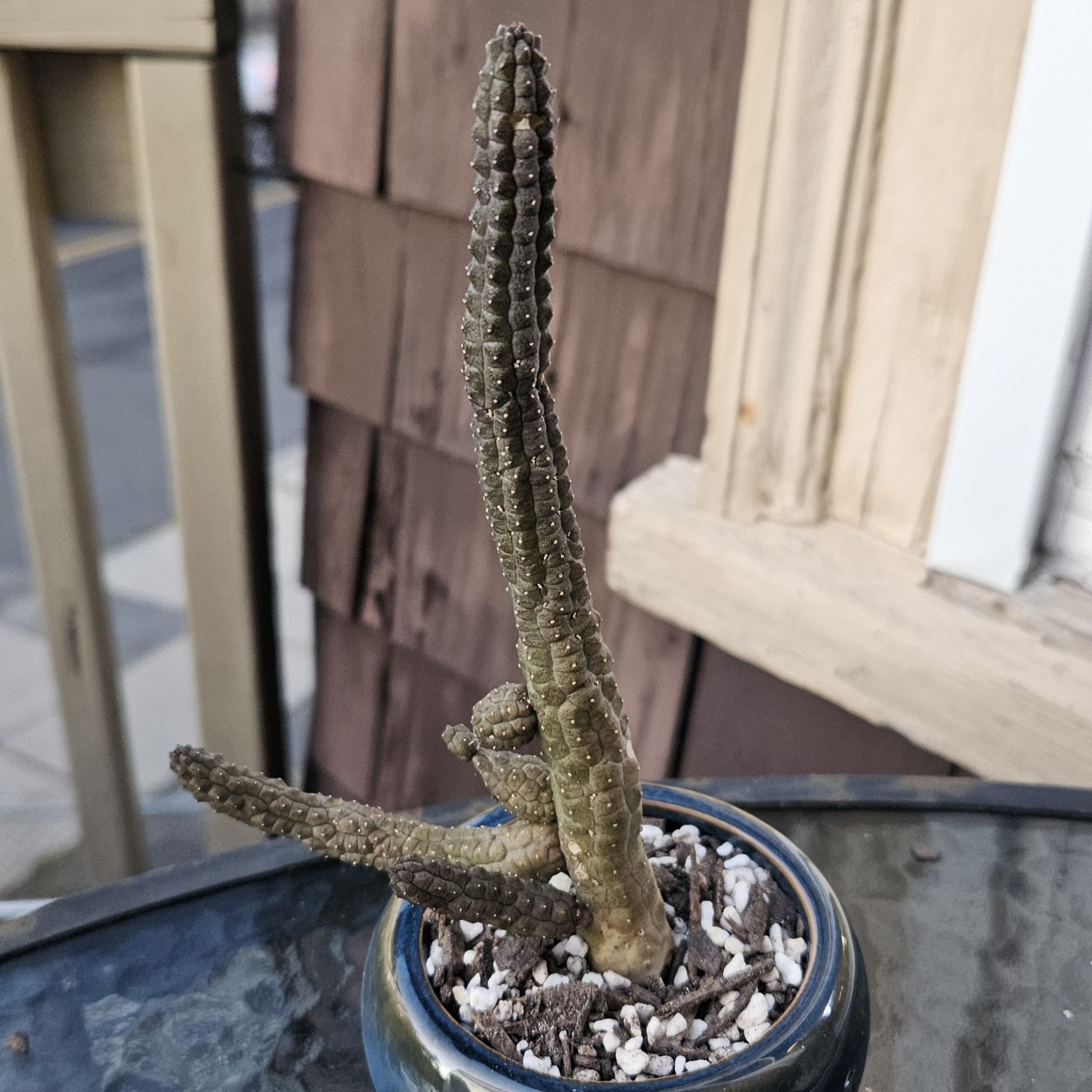 Photo of the plant species Echidnopsis nubica by @gudfridur named Nubian Echidnopsis on Greg, the plant care app