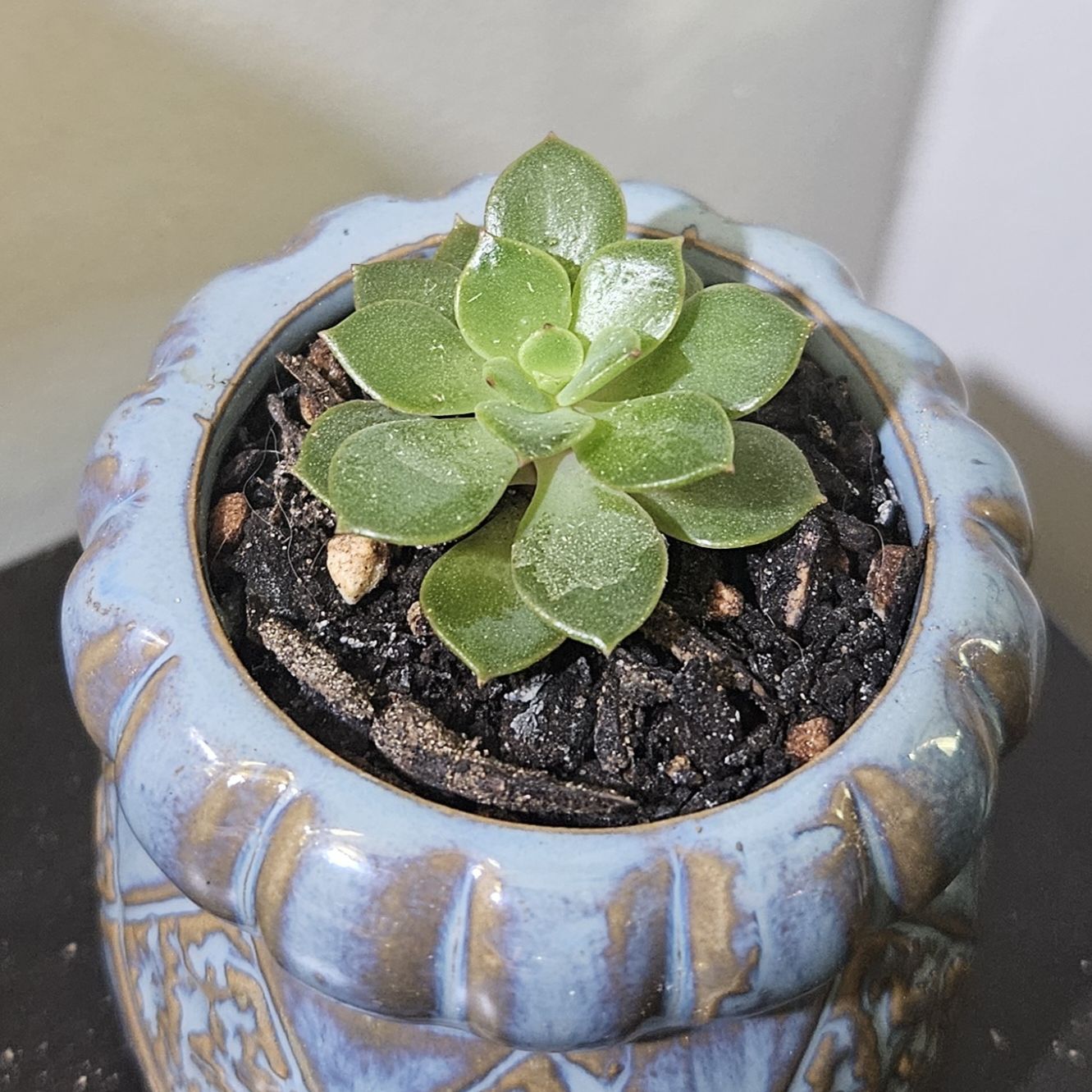 Photo of the plant species Echeveria Abalone by @gudfridur named Abalone on Greg, the plant care app