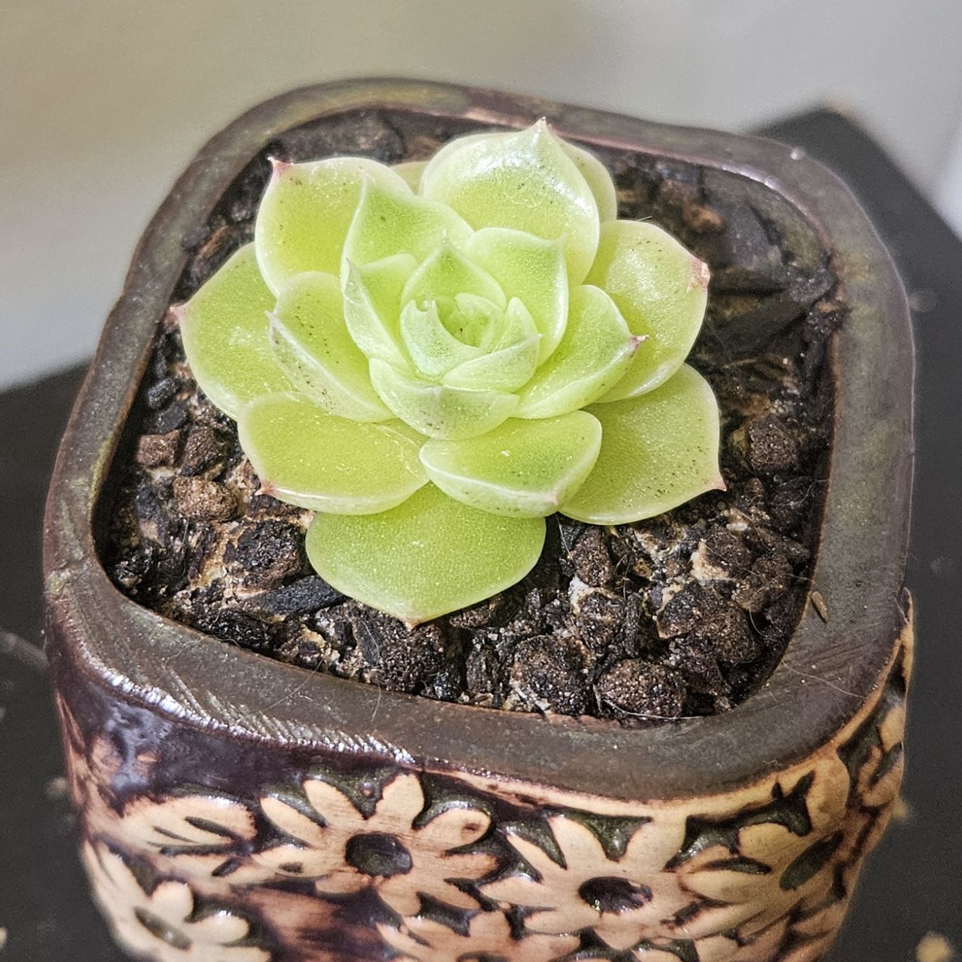 Photo of the plant species Echeveria 'Seaglass' by @gudfridur named Seaglass on Greg, the plant care app