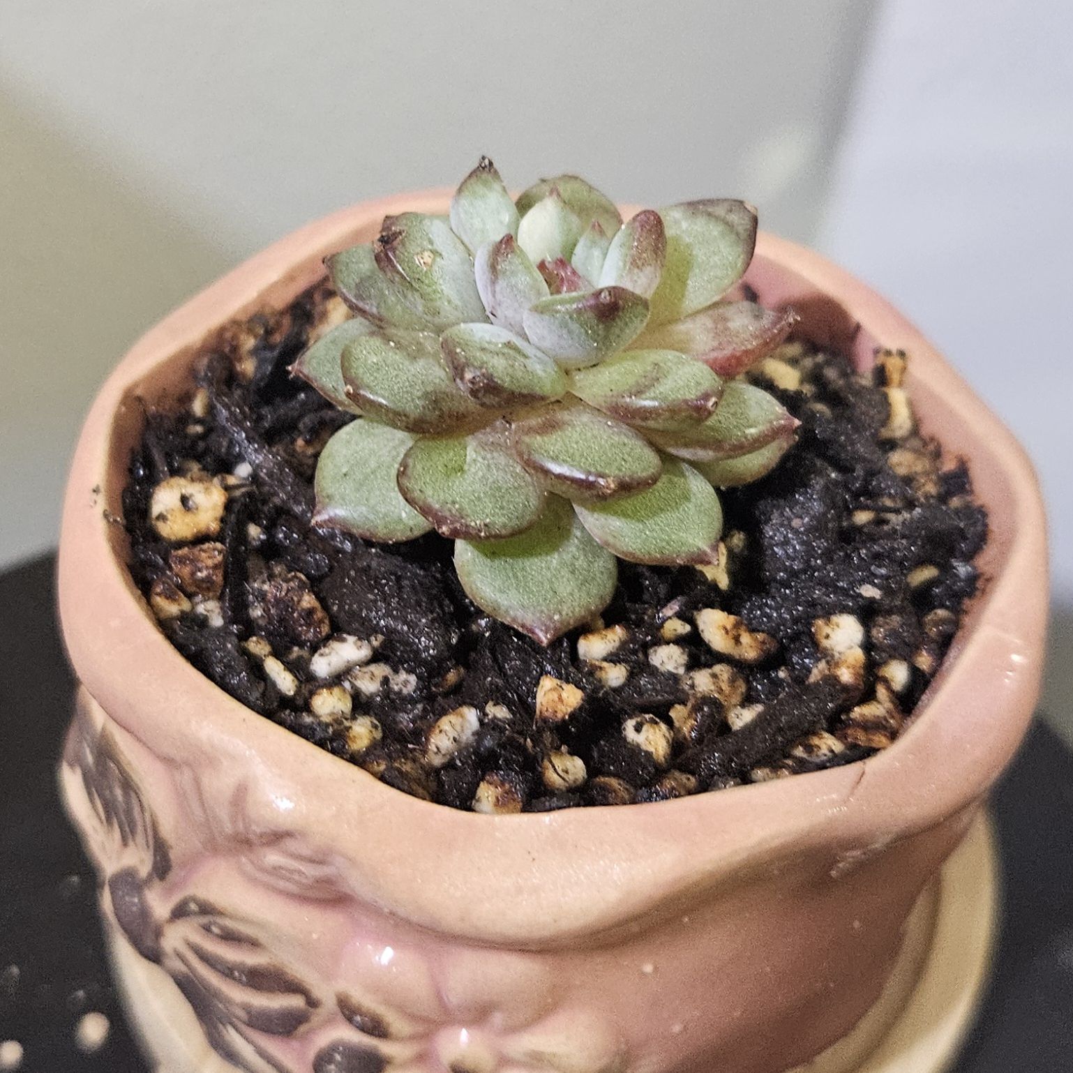 Photo of the plant species Echeveria 'Raspberry Ice' by @gudfridur named Raspberry Ice on Greg, the plant care app