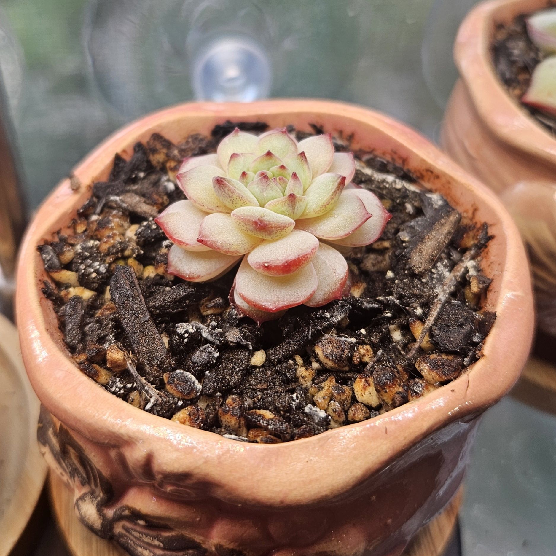 Photo of the plant species Echeveria 'Raspberry Ice' by @gudfridur named Raspberry Ice on Greg, the plant care app