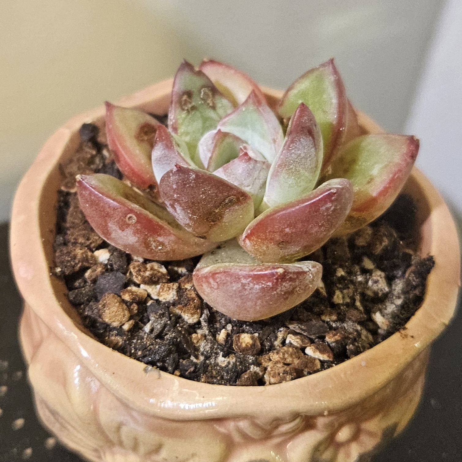 Photo of the plant species Pink Champagne Echeveria by @gudfridur named Pink Champagne on Greg, the plant care app