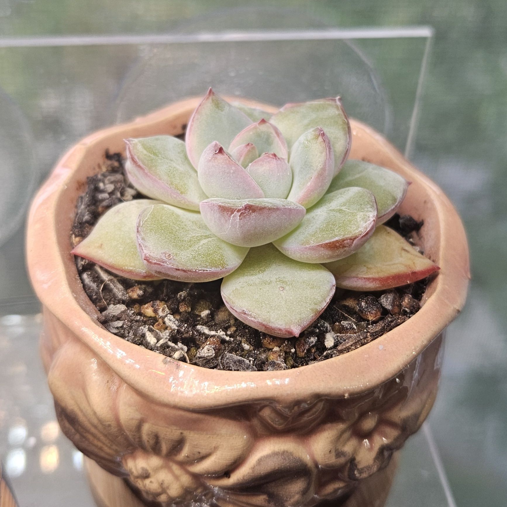 Photo of the plant species Echeveria 'Monroe' by @gudfridur named E. Monroe on Greg, the plant care app