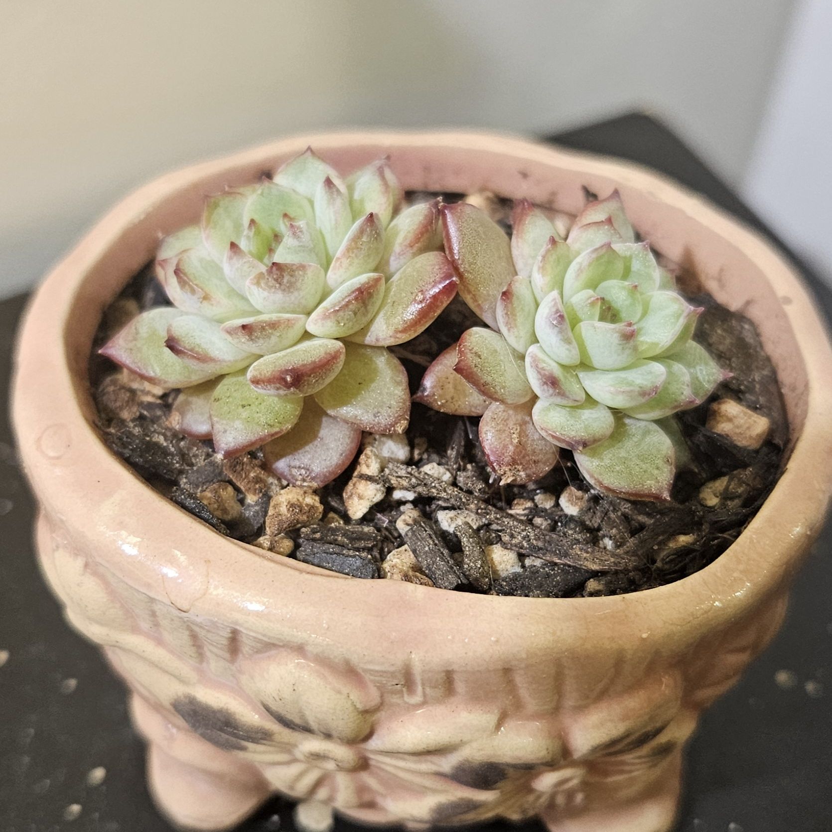 Photo of the plant species Pink Ruby Sedevaria by @gudfridur named Pink Ruby on Greg, the plant care app